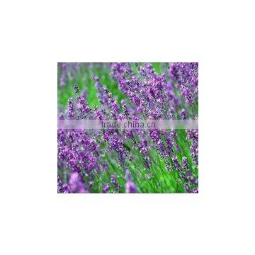 Rosemary Rosmarinus officinalis Midiexiang