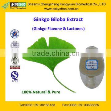 GMP Factory Supply Natural Gingko Extract with Ginkgo Flavone Glycosides