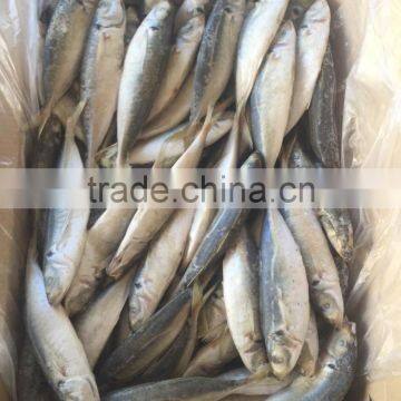 Frozen horse mackerel fish seafood supplier for thailand buyer