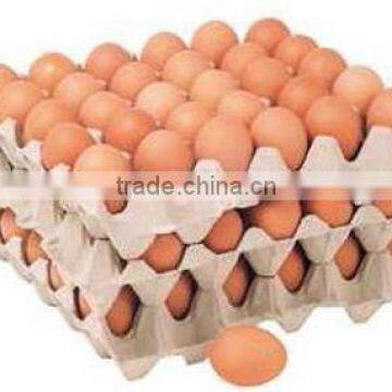 Automatic Egg Grader/egg Grading Machine/egg Grading Packing Machine photo-6