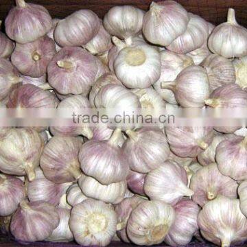 Fresh Normal White And Pure White Garlic