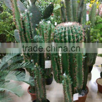 SJ3001012 Ornamental Cactos Plant Wholesale Cactus Potted Plant photo-2