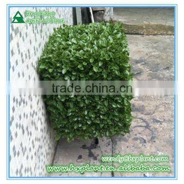 Indoor Artificial Plastic Boxwood Hedge for Decoration photo-4