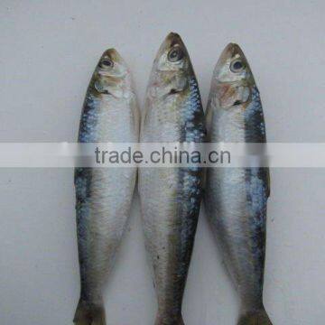 High quality sardines in can canned sardines in Brine 155g*50 Chines Origin High Quality