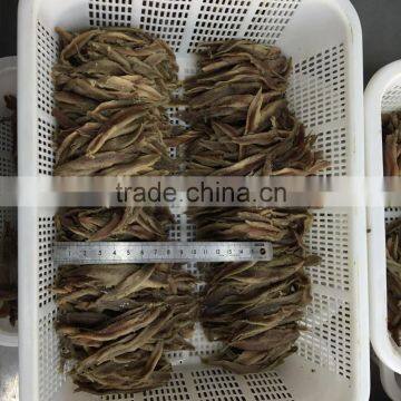 2016New Season Hot Sales Salted Anchovy Fillet photo-2