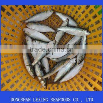 fresh frozen sardine fish for canned