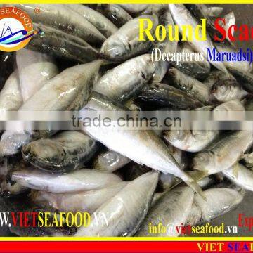 FROZEN W/R MARUADSI photo-5