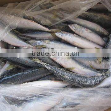 frozen mackerel 8-10pieces/kg new coming