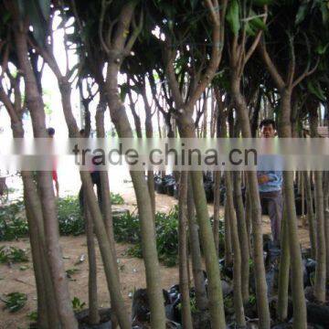 Mangifera Indica Tropical Fruit Trees photo-5