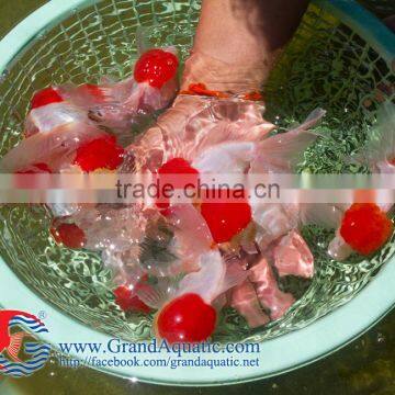 Aquarium Fish Wholesale From Thailand