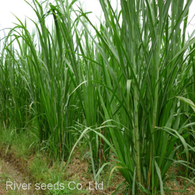 High Quality Bulk Super Green Elephant Napier Grass Seeds for Sale photo-2