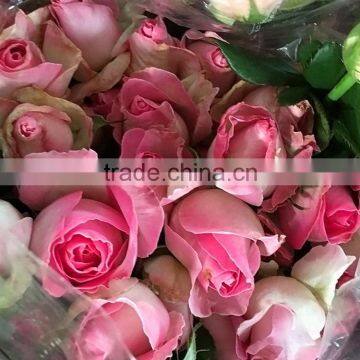 Natural sprayed rose yunnan pink rose