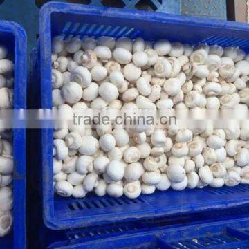 IQF frozen button mushroom