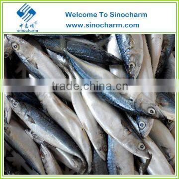 Frozen fish Mackerel price