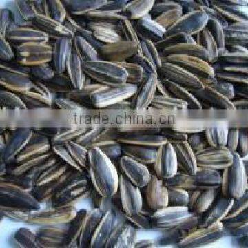 Supply Roasted Salted Sunflower seeds with large quantity