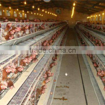 High quality prefabricated chicken shed/poultry chicken shed/steel chicken sheds for sale