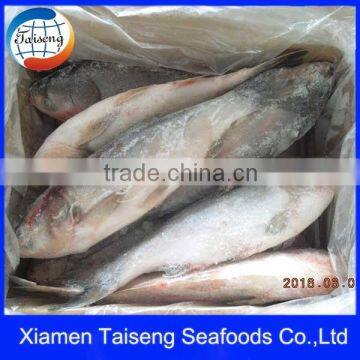 Frozen Silver Carp Fish on Sale