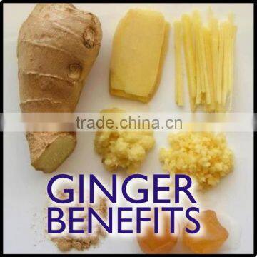 FRESH GINGER AND DRIED GINGER MANUFACTURER 150G UP