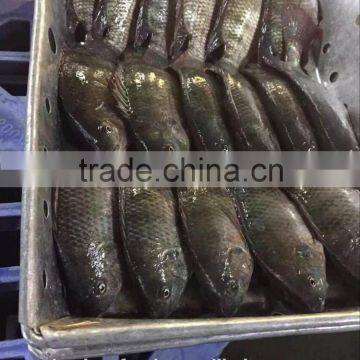 Frozen Tilapia Whole Round photo-3