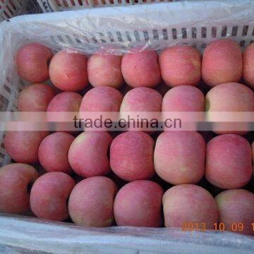 100-125# china fuji apples