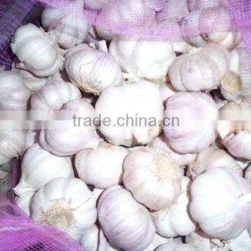 normal white jinxiang fresh garlic