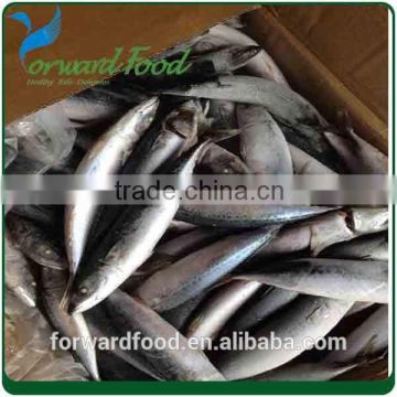 hot sell 2015 new products frozen mackerel prices frozen fish import