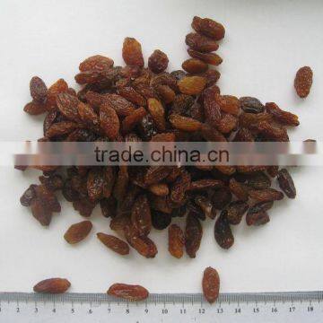 China Suppliers Best Price Green Raisin From Xinjiang photo-4