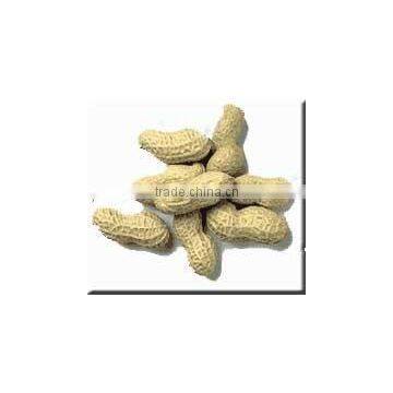 Peanuts/Groundnut kernels