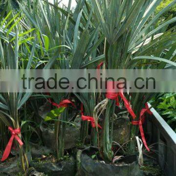 Palm seedlings Bismarckia nobilis