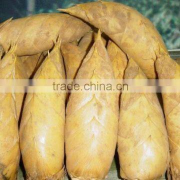 Fresh Dry Bamboo Shoot