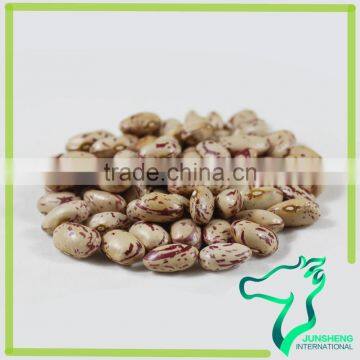 For Iran Market American Round Light Speckled Kidney Beans