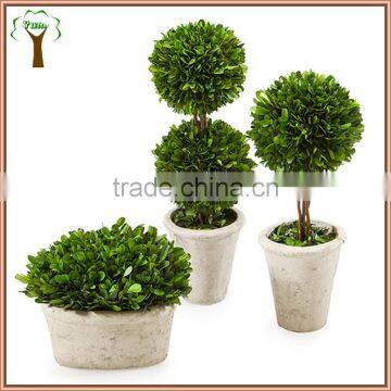 Professional potted preserved boxwood topairy manufacturer