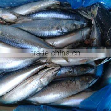 BQF New Catch Size 400/600 g Sea Frozen Pacific Mackerel photo-4