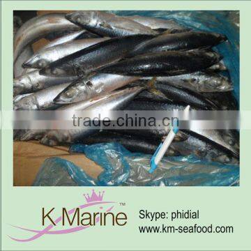 Sea Frozen mackerel wr exporter