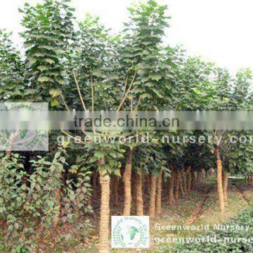 Erythrina variegata nursery land