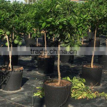 Citrus Latifolia - Lime Tree photo-6