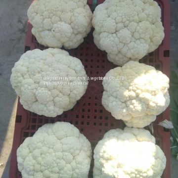 Fresh Cauliflower