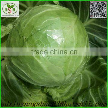 Turnip/cabbage/cabbage/Fresh Cabbage