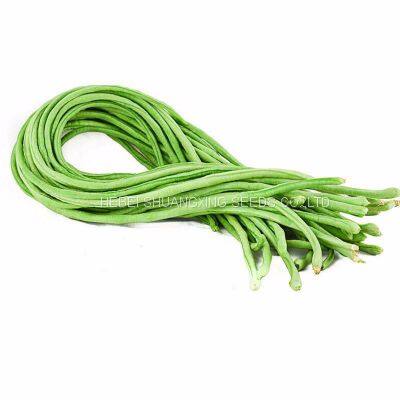 Wide Adaptability Early Maturity Four Seasons Long Green Bean Seeds for Planting