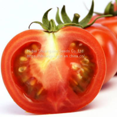 F1 unlimited growth type hybrid tomato seeds