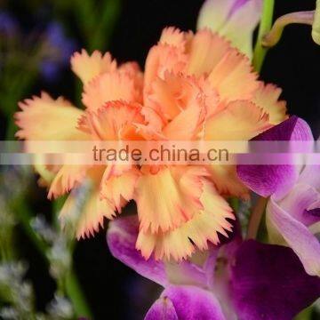 High quality Carnival cheap flower single stem carnation