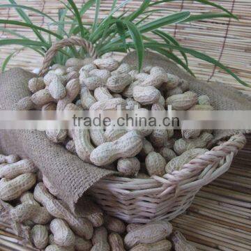 Chinese peanut in shell