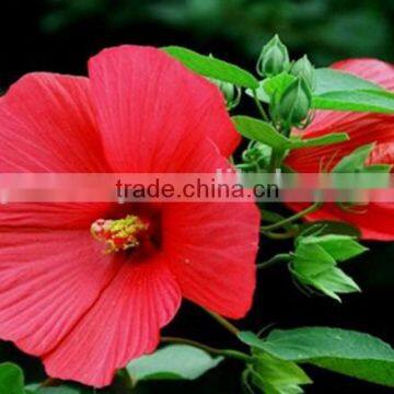 Threelobed Malape, Malope , flower seeds , herb seed,vegetalbe seed,fruit seed,grass seed