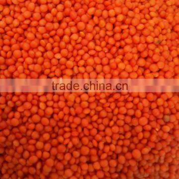 High Quality Whole Red Lentils