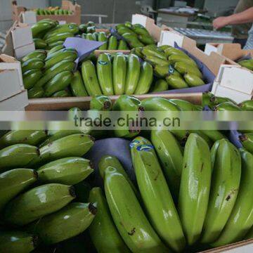 PREMIUM QUALITY CAVENDISH BANANA