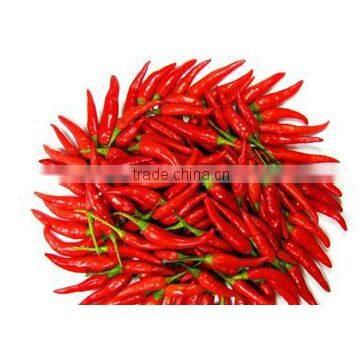 Chilli Teja-with Stem