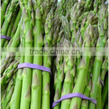 FRESH ASPARAGUS / FROZEN ASPARAGUS