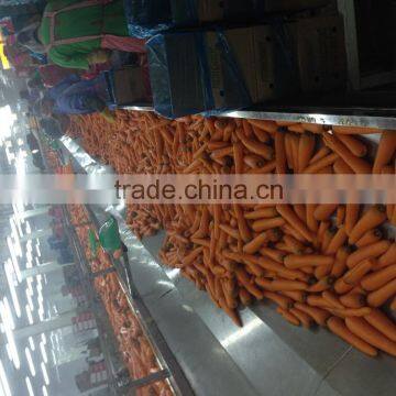Chinese Fresh Carrot With Cheap Price photo-4
