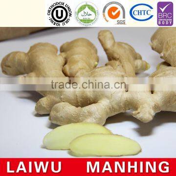 Hot Sale Fresh Ginger High Quality