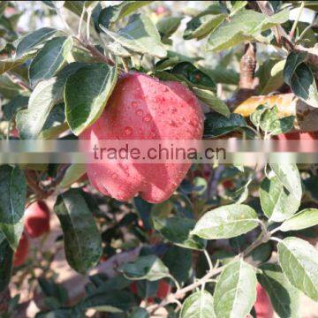 2016 New Crop New Season Huaniu Apple Fresh Apple China photo-6
